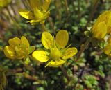 Saxifraga serpyllifolia. Цветок. Камчатский край, Алеутский р-н, о-в Беринга, 1,5 км к юго-западу от устья р. Буян, щебнистая тундра. 29.07.2015.