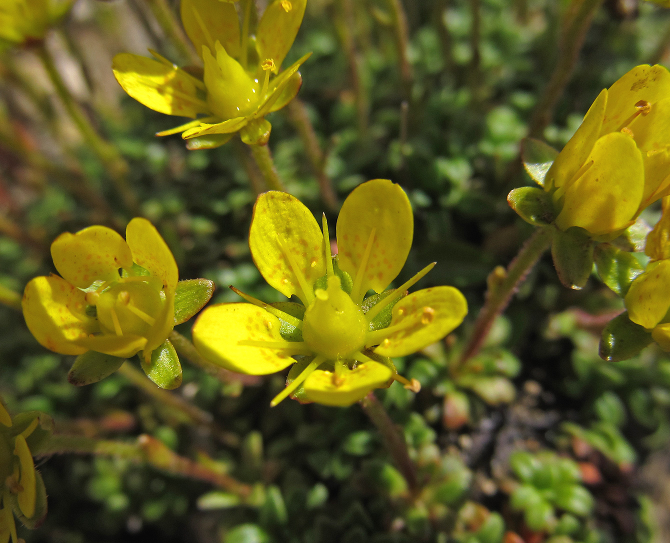 Изображение особи Saxifraga serpyllifolia.