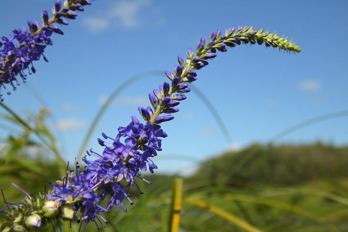 Изображение особи Veronica longifolia.