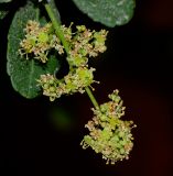 Rhus crenata