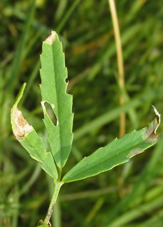 Изображение особи Trigonella procumbens.