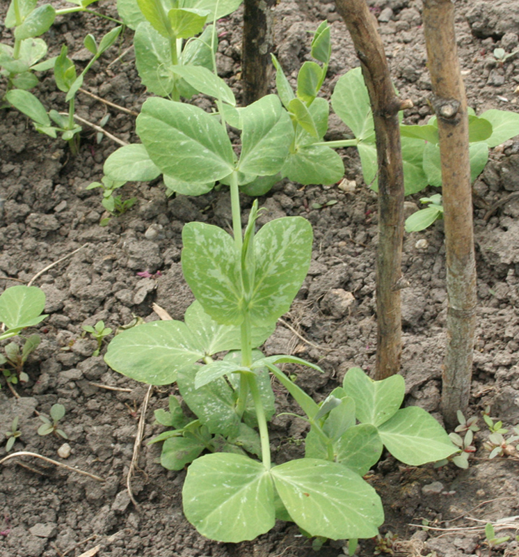 Image of Pisum sativum specimen.