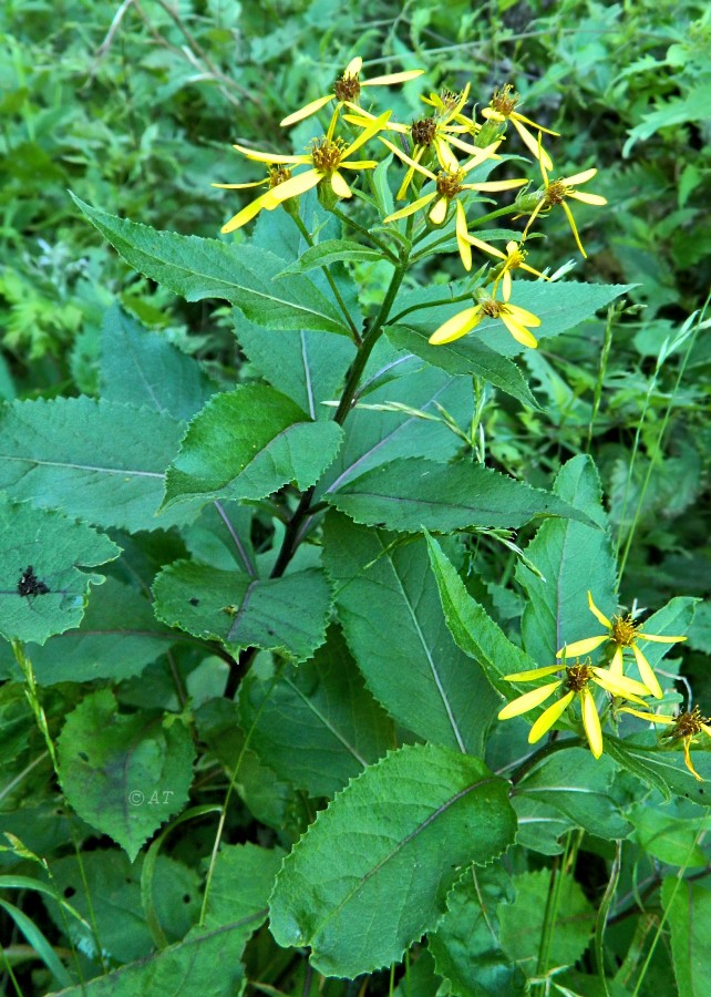 Image of Senecio nemorensis specimen.