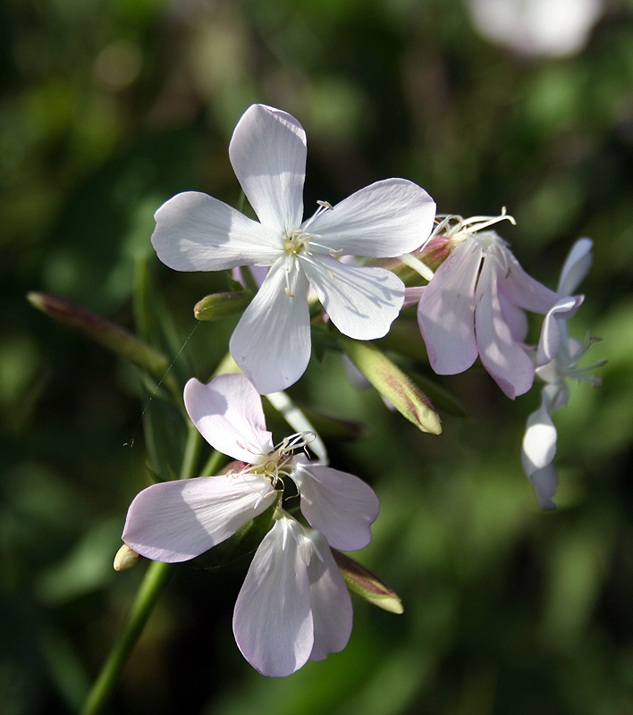 Изображение особи Saponaria officinalis.