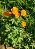 Trollius asiaticus