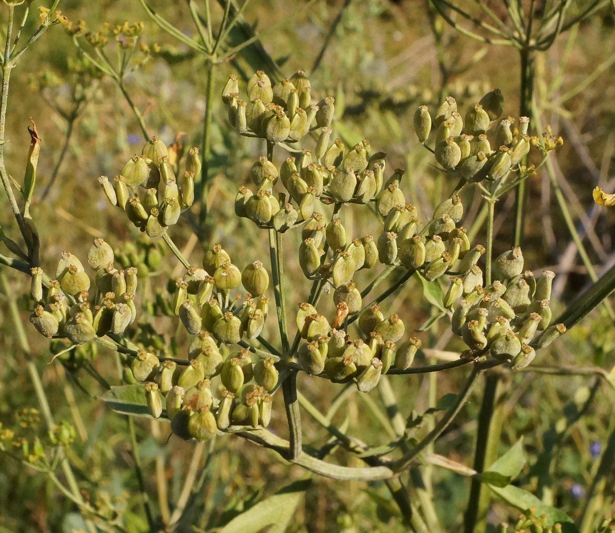 Изображение особи Pastinaca sylvestris.