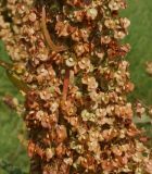 Rumex confertus. Середина созревающего соплодия. Восточный Казахстан, Уланский р-н, окр. с. Украинка. 22.07.2014.