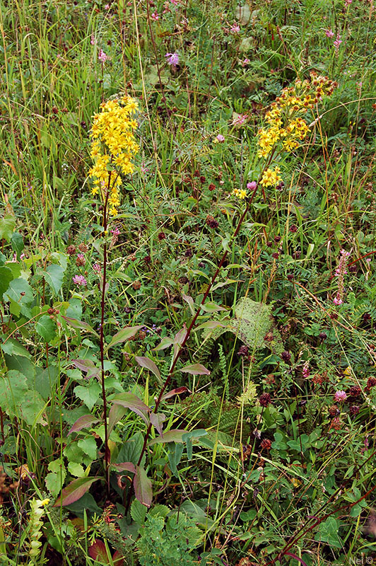 Image of Solidago virgaurea specimen.