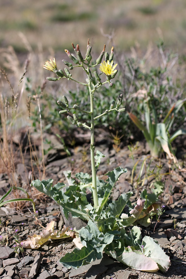 Image of genus Steptorhamphus specimen.