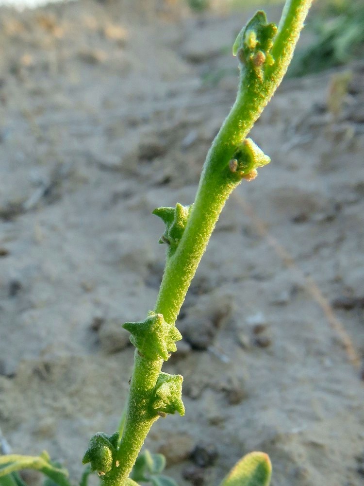 Image of Octoceras lehmannianum specimen.