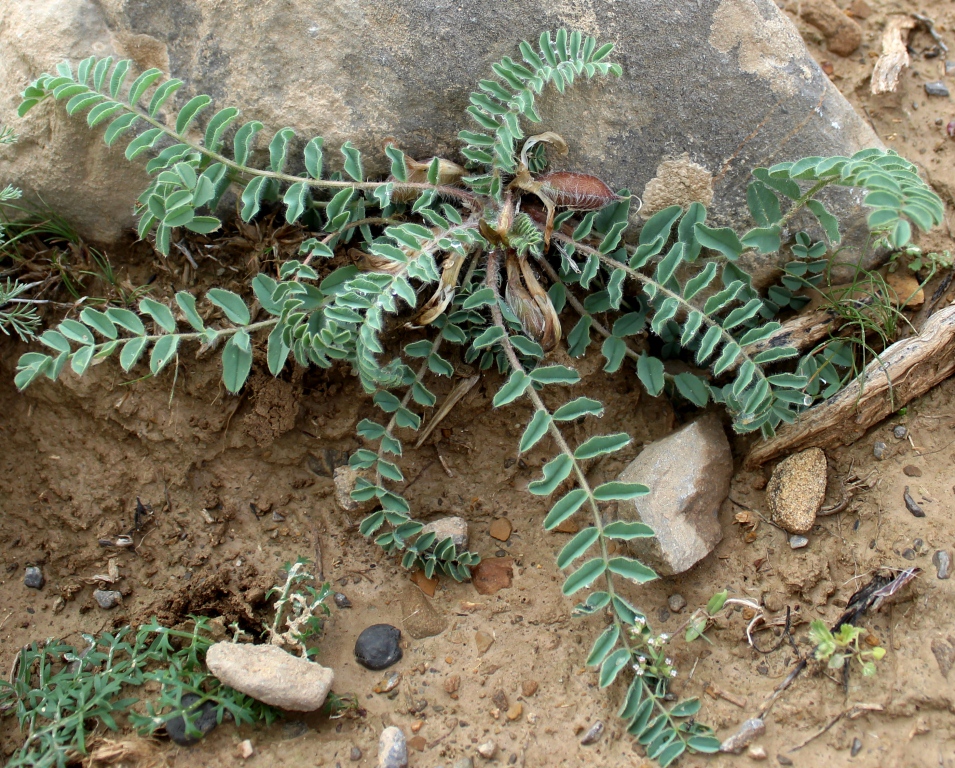 Изображение особи Astragalus nephtonensis.