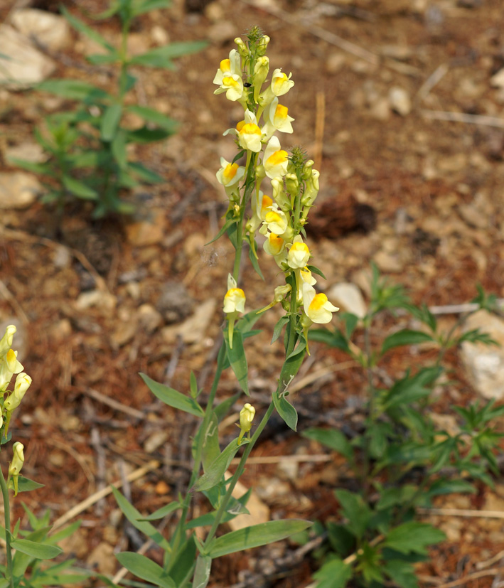 Изображение особи Linaria acutiloba.