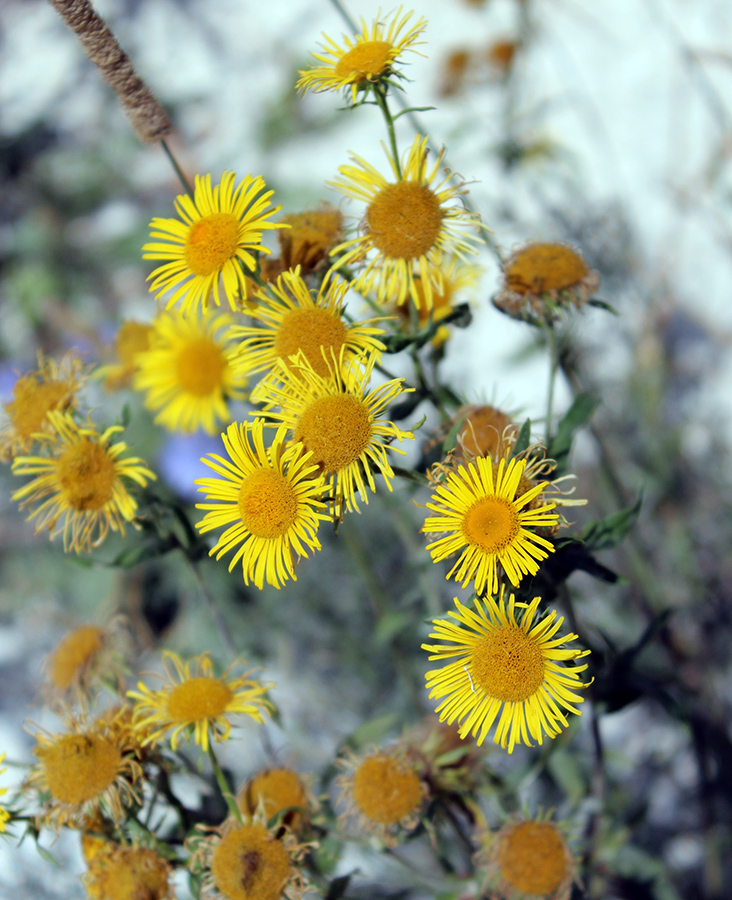 Изображение особи Inula britannica.