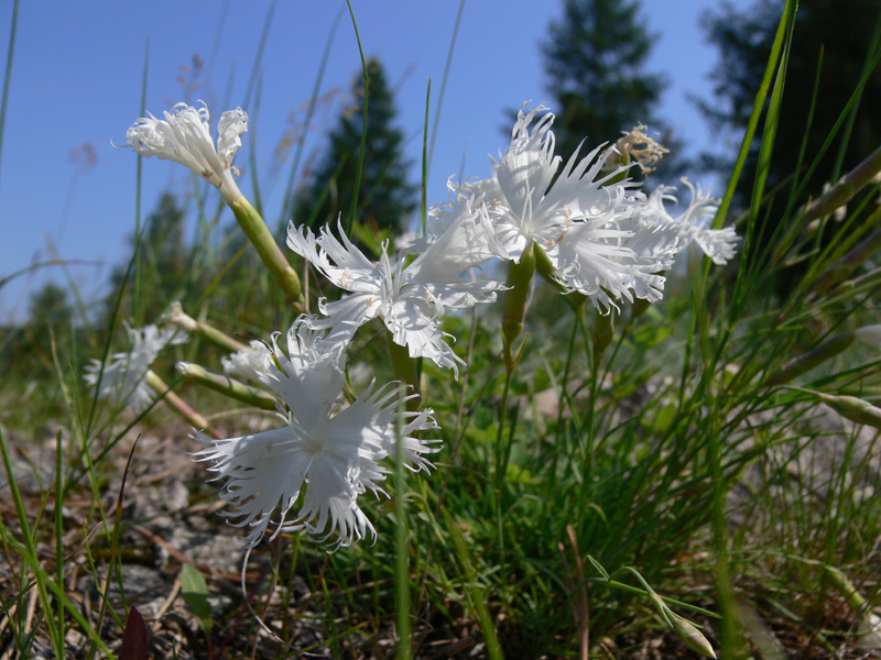 Изображение особи Dianthus acicularis.