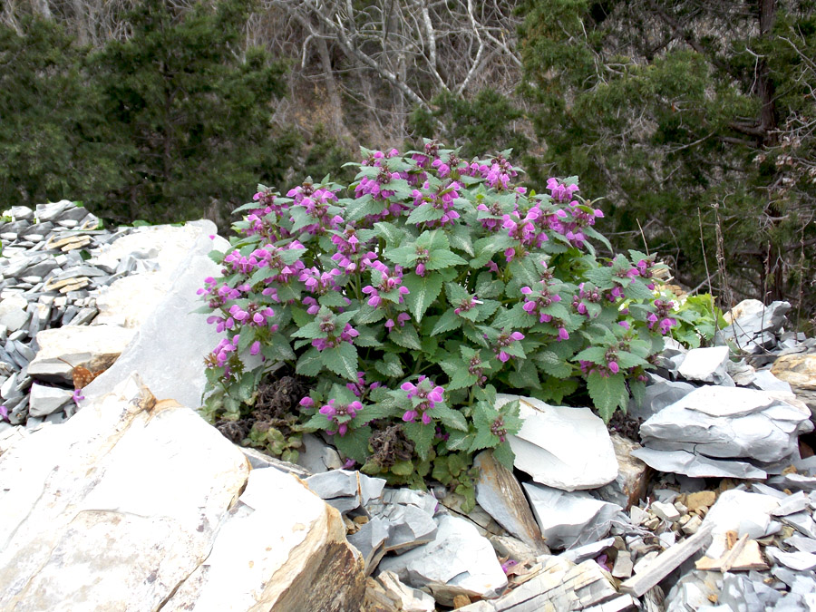 Image of Lamium maculatum specimen.