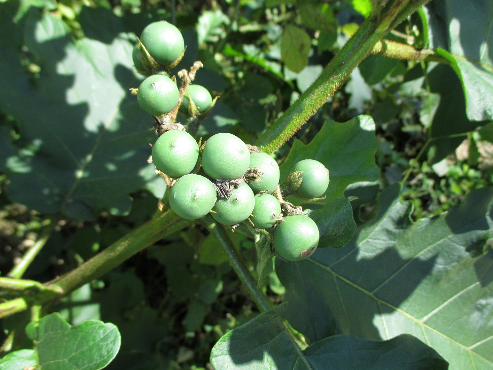 Image of Solanum chrysotrichum specimen.