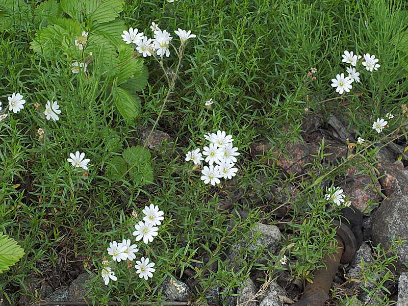 Изображение особи Cerastium arvense.