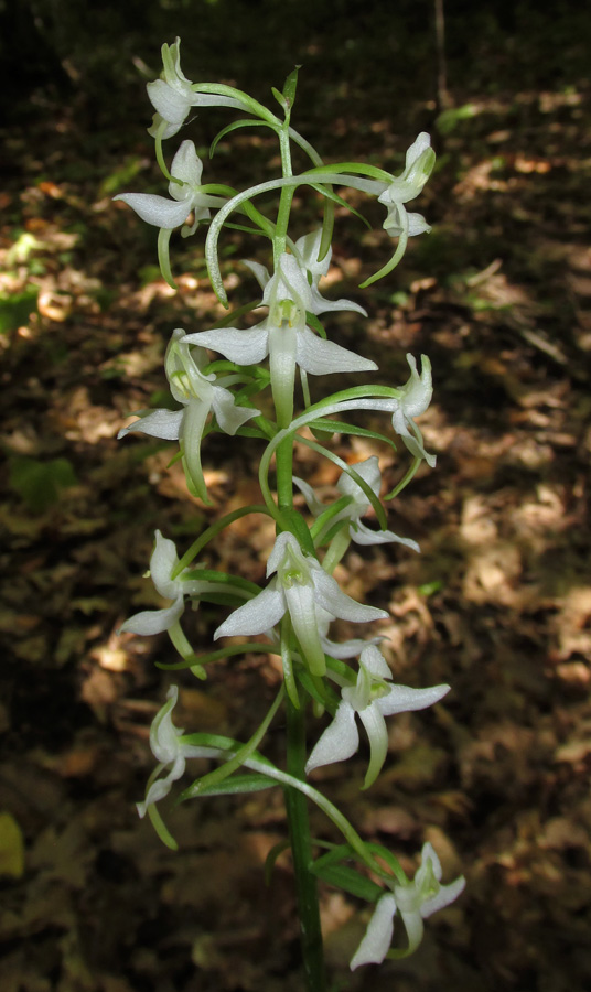 Image of Platanthera bifolia specimen.