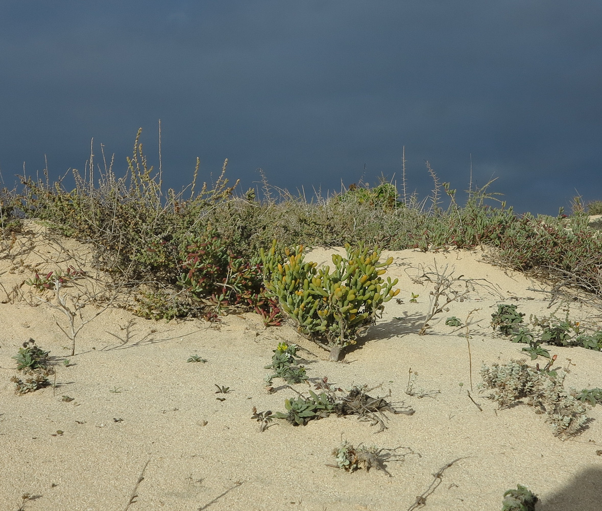 Image of Tetraena fontanesii specimen.