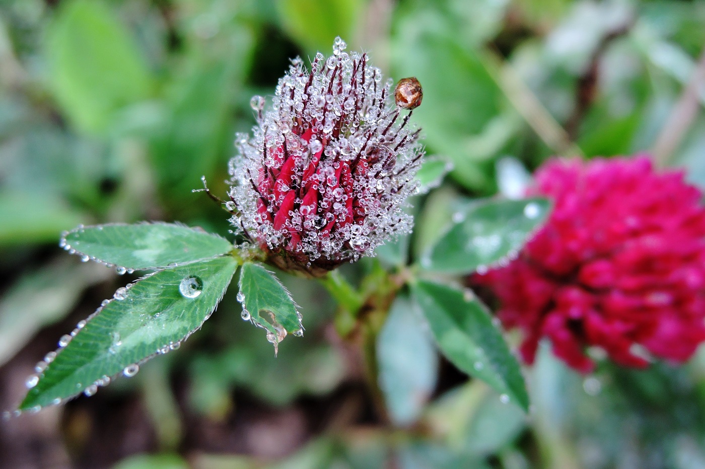 Изображение особи Trifolium pratense.