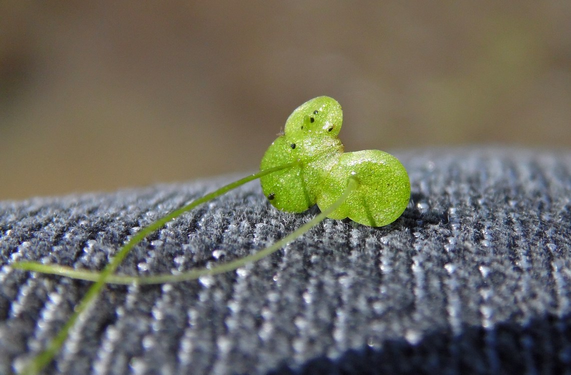 Image of Lemna minor specimen.