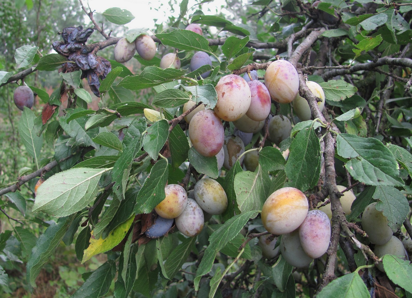 Изображение особи Prunus domestica.