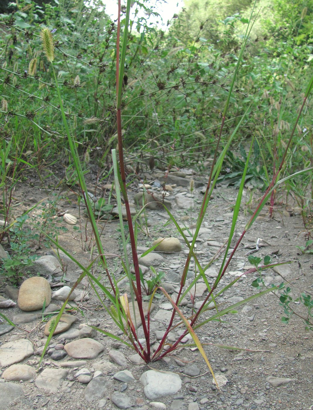 Image of Setaria pumila specimen.