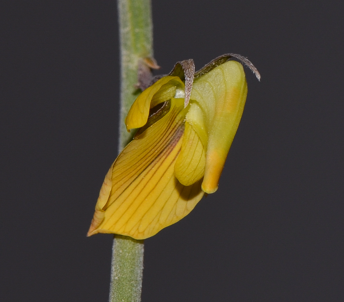 Изображение особи Crotalaria aegyptiaca.