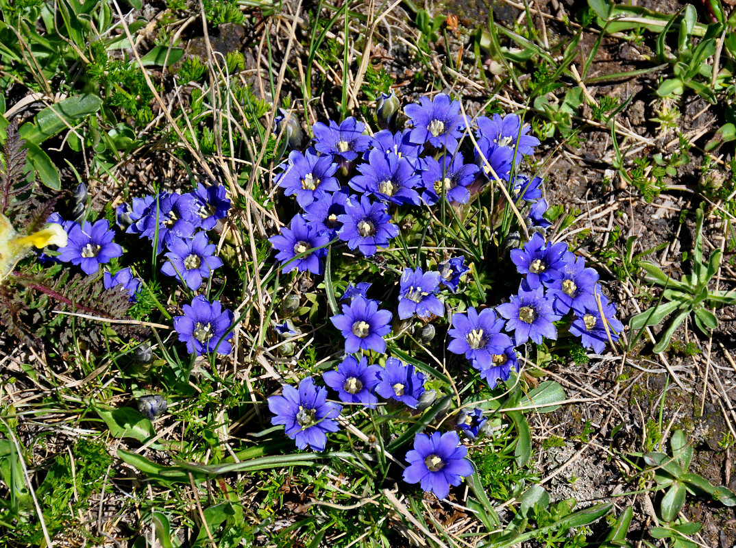 Image of Gentiana dshimilensis specimen.