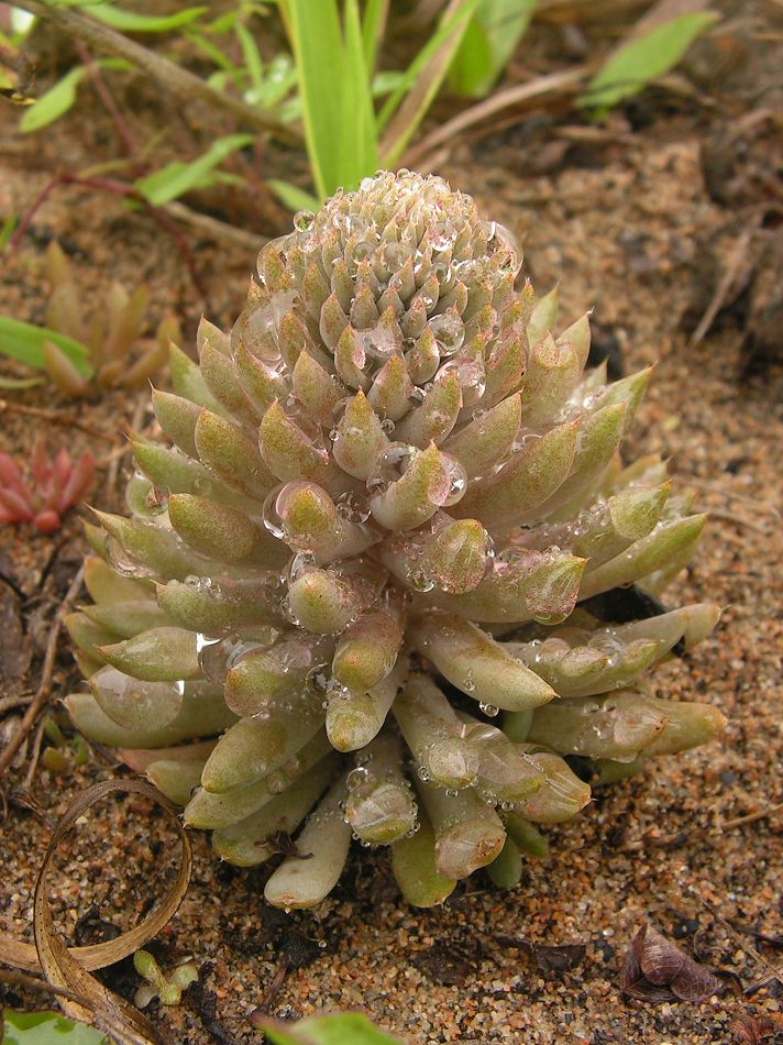 Image of Orostachys erubescens specimen.