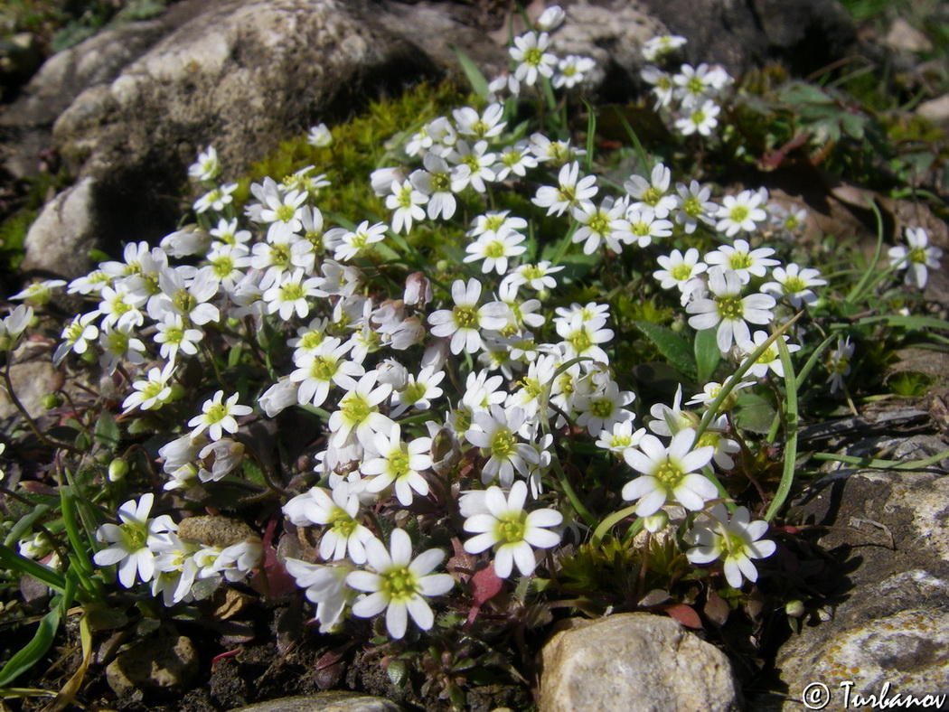 Image of Erophila praecox specimen.