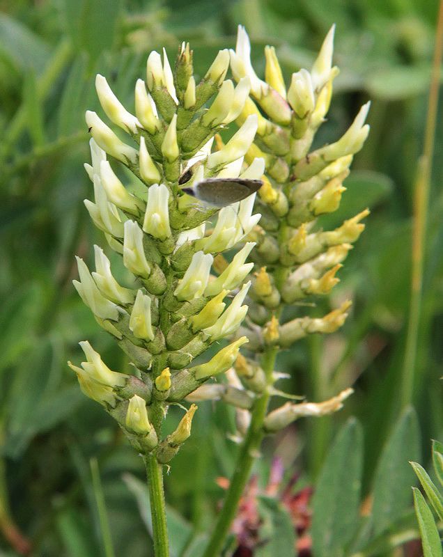 Image of Astragalus cicer specimen.