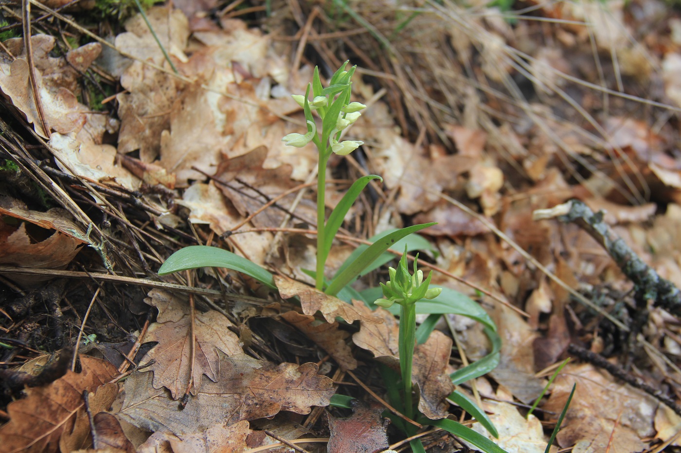 Image of Dactylorhiza romana specimen.