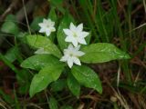 Trientalis europaea