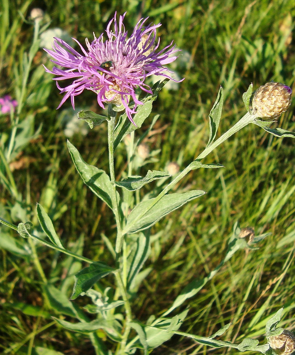 Изображение особи Centaurea jacea.