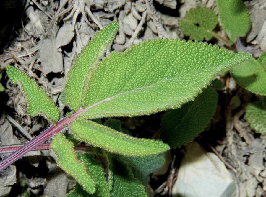 Image of Salvia ringens specimen.