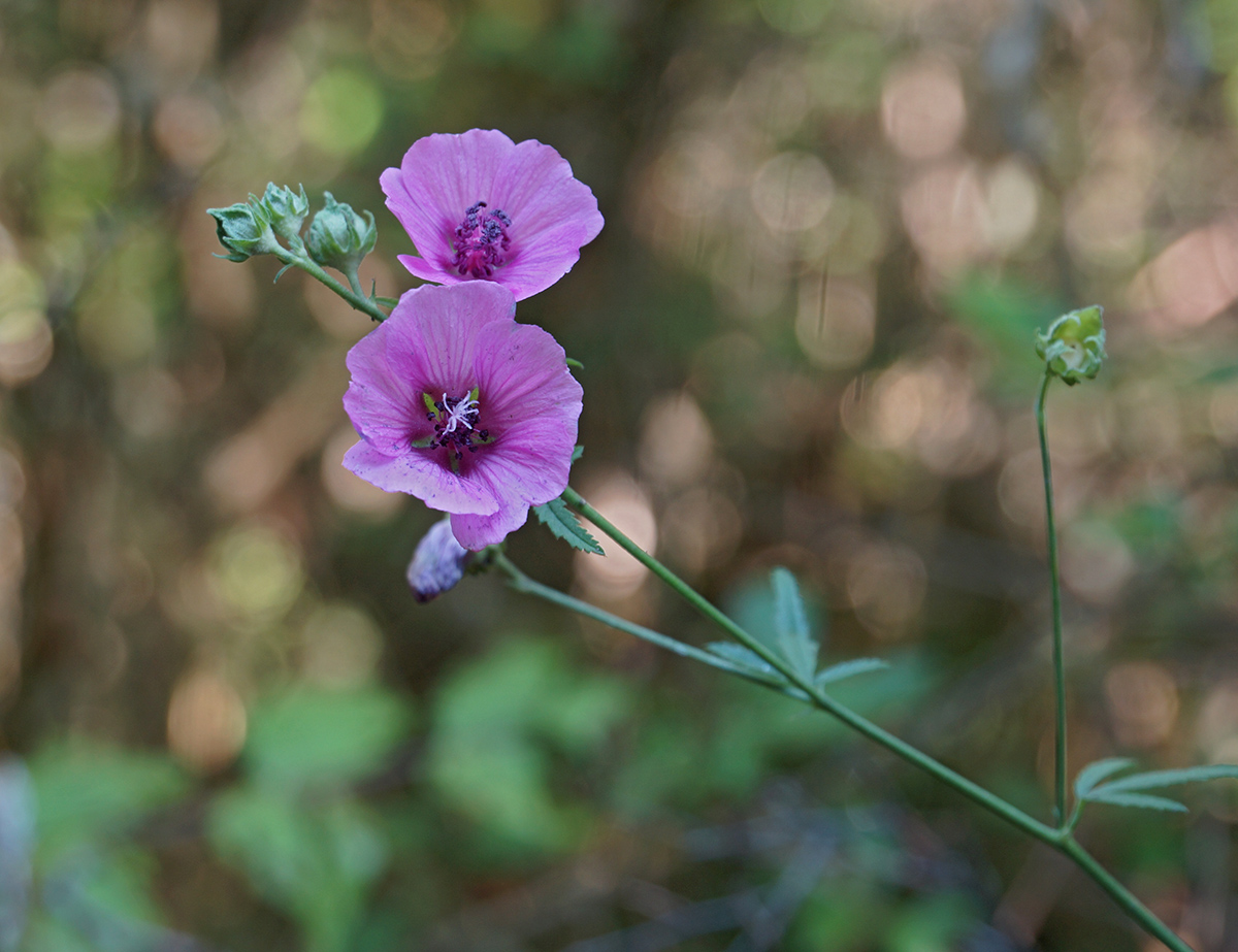 Изображение особи Althaea cannabina.