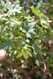 Acer pubescens