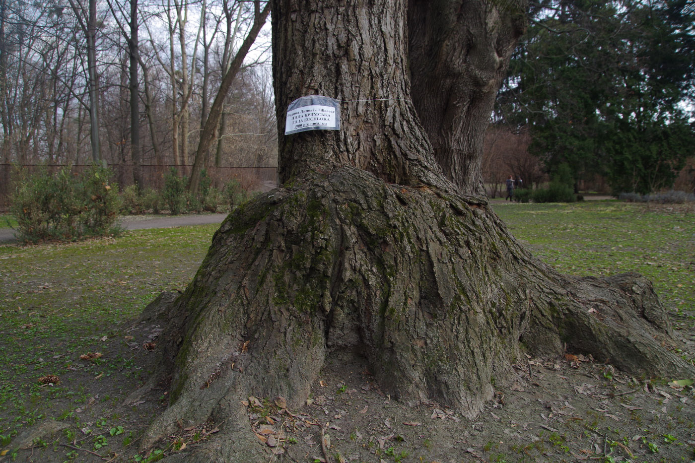 Image of Tilia euchlora specimen.