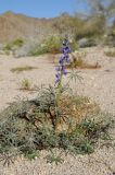 Lupinus sparsiflorus