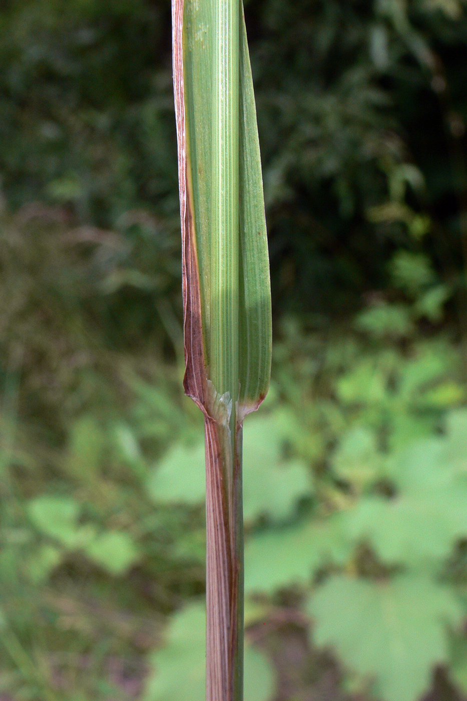 Image of Phleum pratense specimen.