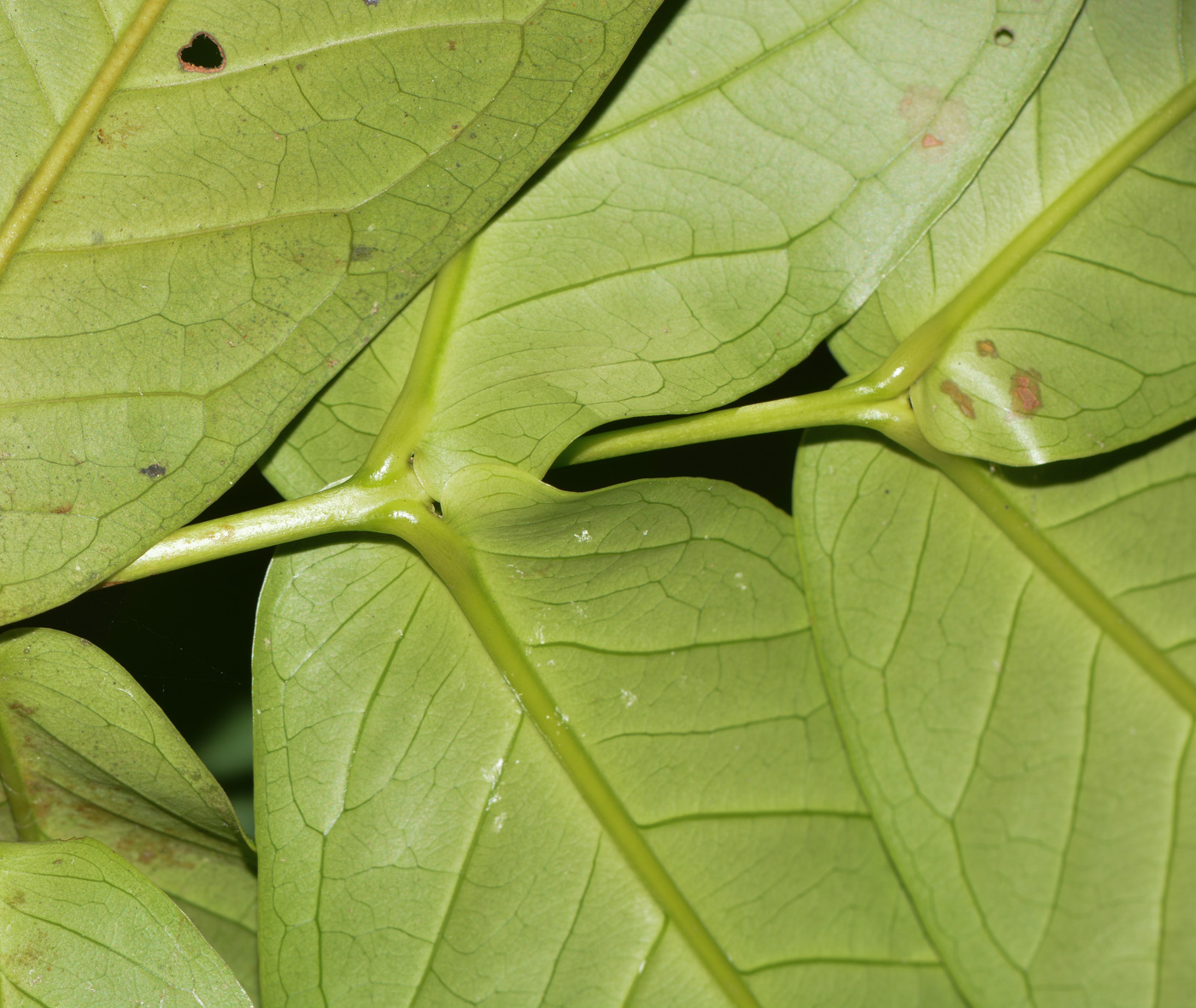 Image of Syzygium aqueum specimen.