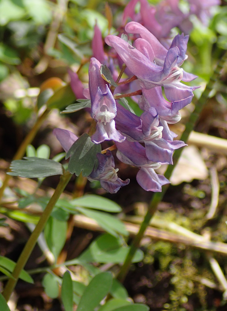 Image of Corydalis solida specimen.