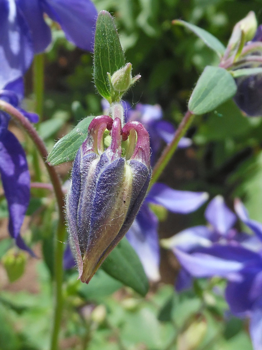 Изображение особи Aquilegia vulgaris.