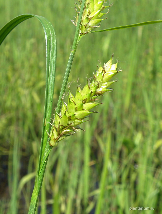 Image of Carex vesicaria specimen.