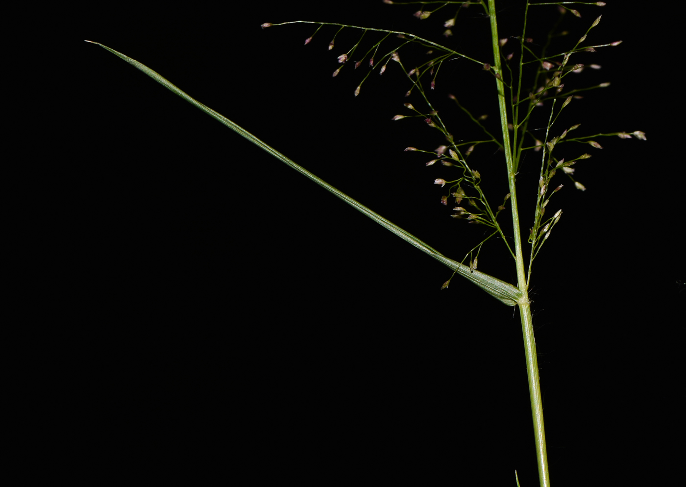 Image of Eragrostis tenella specimen.