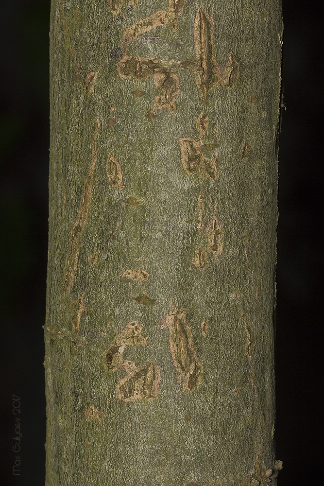 Image of genus Salix specimen.