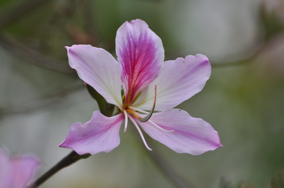 Image of genus Bauhinia specimen.