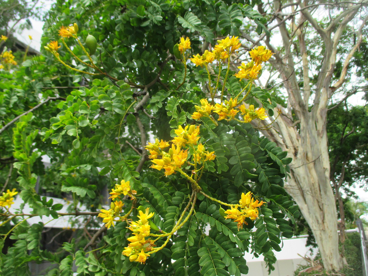 Image of Caesalpinia ferrea specimen.