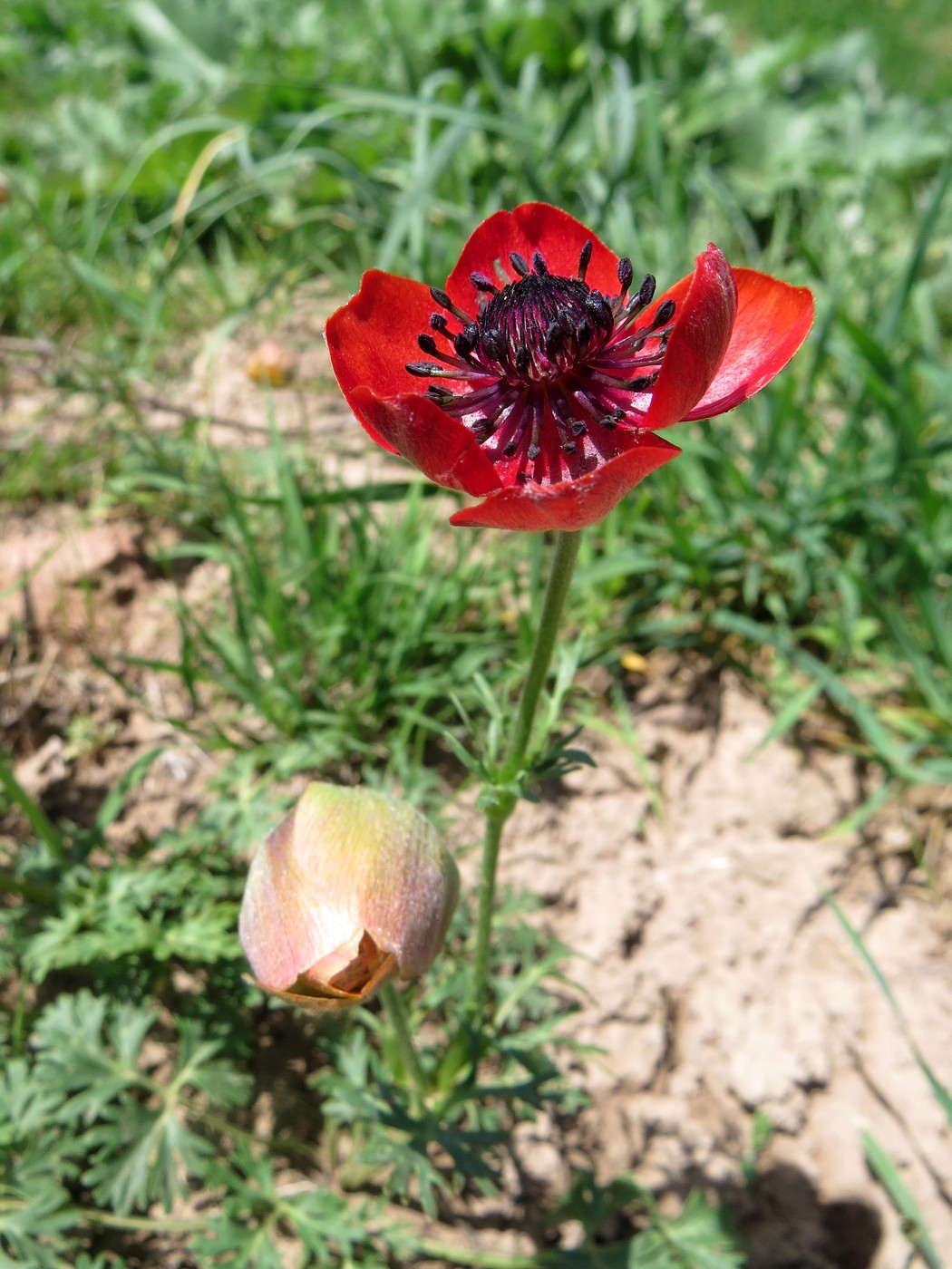 Image of Anemone bucharica specimen.